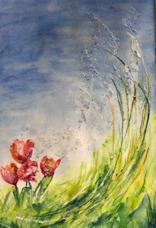 Mohn auf der Sommerwiese
